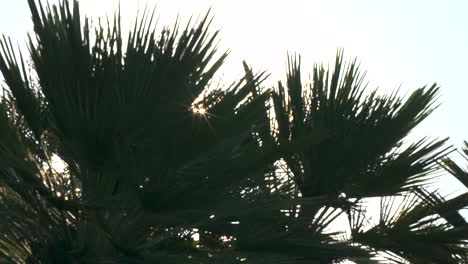 An-airplane-emerges-from-behind-palm-trees-during-a-landing-at-sunrise