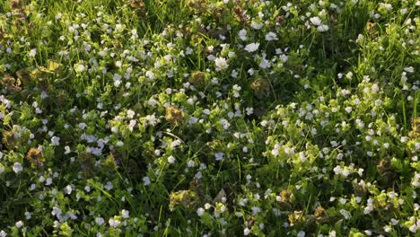 Kleine-Weiße-Frühlingsblumen-Im-Rasen-An-Einem-Sonnigen-Abend