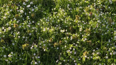 Pequeñas-Flores-Blancas-De-Primavera-En-El-Césped-Durante-La-Tarde-Soleada
