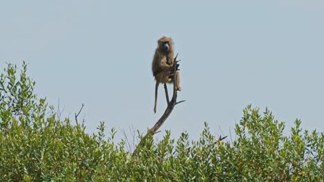 Lonely-Baboon-sitting-at-the-top-of-a-tree-watching-over-the-Maasai-Mara-national-reserve,-peaceful-African-Wildlife-in-natural-habitat-with-no-humans,-important-protection-of-Africa-Safari-Animals