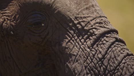 África-Fauna-Silvestre-Animal-Elefante-Cerrar-Detalle-De-Tronco-Y-Ojo-En-La-Reserva-Nacional-Masai-Mara,-Kenia,-Animales-De-Safari-Africanos-En-La-Conservación-Del-Norte-De-Masai-Mara