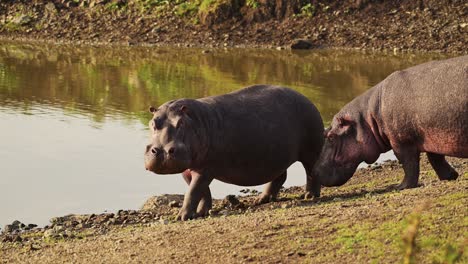 Slow-Motion-Shot-of-Hippo,-Hippopotamus-on-Mara-river-bank-in-low-sun-sunlight-near-water-African-Wildlife-in-Maasai-Mara-National-Reserve,-Kenya,-Africa-Safari-Animals-in-Masai-Mara