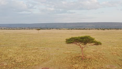 Masai-Mara-Aerial-drone-shot-of-Africa-Landscape-Nature-Scenery-of-Kenya-Savannah,-Acacia-Tree,-Vast-Plains-and-Wide-Open-Grassland,-View-From-Above-Maasai-Mara,-Low-African-Establishing-Shot