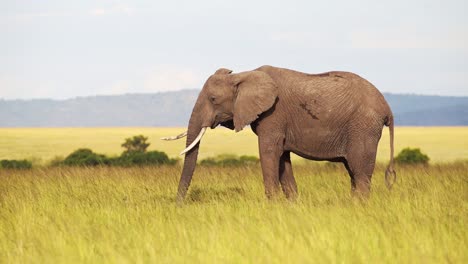 Elefante-Parado-Todavía-Alimentándose-De-Hierba-En-La-Reserva-Nacional-Masai-Mara-Kenia,-Vida-Silvestre-Africana,-Animales-De-Safari-Africanos-En-La-Conservación-Del-Norte-De-Masai-Mara