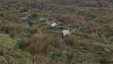Schafe-Auf-Den-Hochlandweiden-Irlands