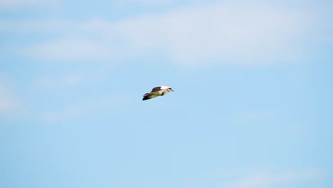 Slow-Motion-of-Lapwing-Bird-Flying-in-Flight-in-Africa,-African-Birds-on-Wildlife-Safari-in-Masai-Mara,-Kenya,-in-the-Air-with-Blue-Sky,-Maasai-Mara-Birdlife