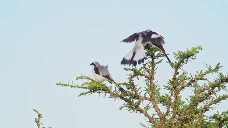 Slow-Motion-of-Grey-Backed-Fiscal-Shrike-Bird-Perching-on-Bush-in-Africa,-African-Birds-Perched-on-Branches-of-Bushes,-In-Flight-Flying-and-Landing-on-Wildlife-Safari-in-Masai-Mara-Kenya-Birdlife