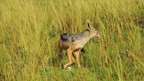 Slow-Motion-Shot-of-African-Wildlife-in-Maasai-Mara-National-Reserve,-natural-habitat-of-Jackal-in-lush-grasslands-of-Kenya,-Africa-Safari-Animals-in-Masai-Mara-North-Conservancy