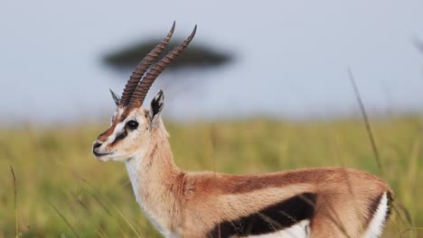 Zeitlupenaufnahme-Einer-Gazelle-Im-Hohen-Gras,-Das-Im-Wind-In-Der-Savanne-Weht,-Mit-Einem-Akazienbaum-Im-Hintergrund,-Afrikanische-Tierwelt-In-Massai-Mara,-Kenia,-Afrikanische-Safaritiere-In-Massai-Maara