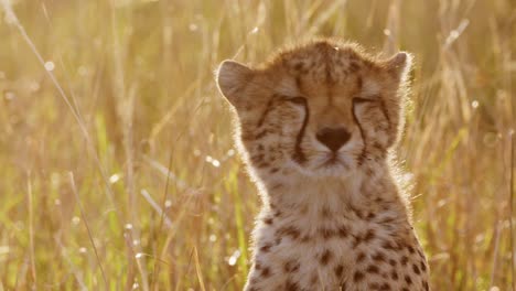 Slow-Motion-of-African-Wildlife,-Young-Cheetah-Cub-Close-Up-Face-Portrait,-Cute-Baby-Animals-in-Africa-in-Beautiful-Golden-Orange-Sunset-Light-in-Long-Grass-in-Masai-Mara,-Kenya,-Maasai-Mara