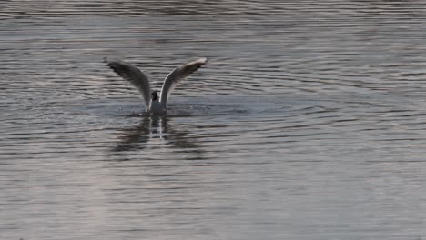 Bird-Water-Black-headed-Gull-Feeding-Isolated-Slow-Motion