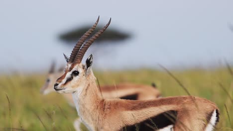 Zeitlupenaufnahme-Einer-Nahaufnahme-Einer-Gazelle-In-Der-Wildnis-Von-Savannah-Africa,-Safaritiere-In-Der-Masai-Mara,-Afrikanische-Tierwelt-Im-Masai-Mara-Nationalreservat