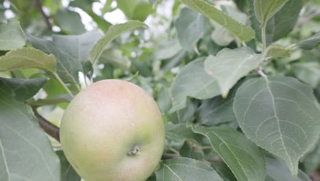 Ripe-Apple-In-Beautiful-Orchard