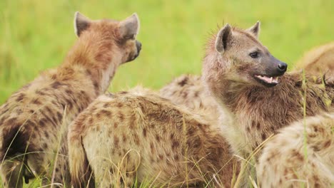 Slow-Motion-Shot-of-Close-shot-of-group-of-hyenas-watching-out-while-feeding-on-remains-of-a-kill,-scavenging-African-Wildlife-in-Maasai-Mara-National-Reserve,-dangerous-safari-animals