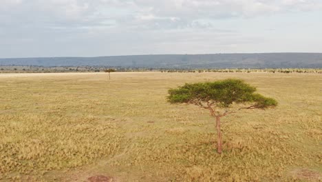 Masai-Mara-Aerial-drone-shot-of-Africa-Landscape-Nature-Scenery-of-Kenya-Savannah,-One-Single-Lone-Acacia-Tree,-Vast-Plains-and-Wide-Open-Empty-Grassland,-View-From-Above-Maasai-Mara