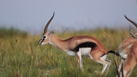 Zeitlupenaufnahme-Von-Kot-Der-Thomson-Gazelle-In-Der-Natur,-Natürliches-Grasland,-Ebenen-Afrikas,-Safaritiere-In-Der-Masai-Mara,-Afrikanische-Tierwelt-Im-Masai-Mara-Nationalreservat