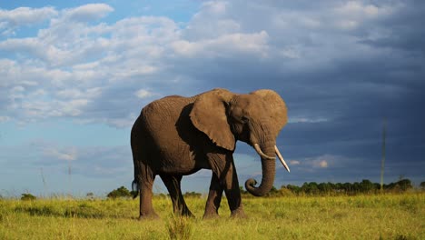 Slow-Motion-Shot-of-Side-on-Elephant-profile-walking-across-Masai-Mara-North-Conservancy-savannah-plains,-African-Wildlife-in-Maasai-Mara-National-Reserve,-Africa-Safari-Animals-in-Kenya