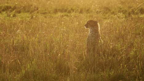 Slow-Motion-of-Young-Cheetah-Cub-Portrait,-Cute-Baby-Animal-African-Wildlife-in-Africa-in-Beautiful-Golden-Orange-Sunset-Light-in-Long-Grasses-in-Maasai-Mara,-Kenya,-Masai-Mara