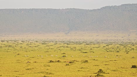 Toma-Aérea-De-Vida-Silvestre-Africana-De-Cebra-De-Llanura-En-La-Sabana-Masai-Mara-En-África,-Kenia-Paseo-En-Globo-Aerostático-Vista-De-Vuelo-Volando-Sobre-Un-Hermoso-Paisaje-De-Sabana-En-Masai-Mara