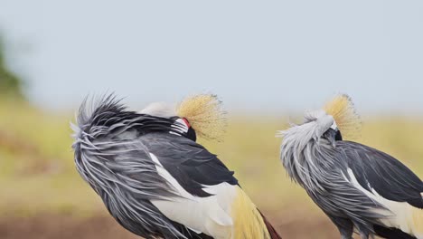 Zeitlupenaufnahme-Von-Graukronenkranichen,-Die-Am-Ufer-Des-Mara-Flusses-Grasen,-Wunderschönes-Gefieder,-Farbenfrohe-Afrikanische-Vogelwelt-Im-Masai-Mara-Nationalreservat,-Kenia,-Afrika-Safaritiere
