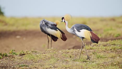 Slow-Motion-Shot-of-Grey-Crowned-Cranes-grazing-on-the-Mara-river-bank,-beautiful-plumage,-colourful-African-bird-Wildlife-in-Maasai-Mara-National-Reserve,-Kenya,-Africa-Safari-Animals