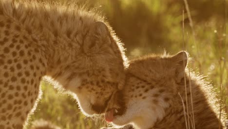 Slow-Motion-of-Cheetah-Cub-and-Mother-at-Sunset,-Mum-Licking-Cleaning-Grooming-and-Caring-For-Baby-in-Africa,-African-Wildlife-Safari-Animals-in-Maasai-Mara,-Kenya-in-Masai-Mara