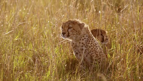 Slow-Motion-of-Young-Cheetah-Cub-Close-Up-Face-Portrait,-Cute-Baby-Animal-African-Wildlife-in-Africa-in-Beautiful-Golden-Orange-Sunset-Light-in-Long-Grass-in-Masai-Mara,-Kenya,-Maasai-Mara