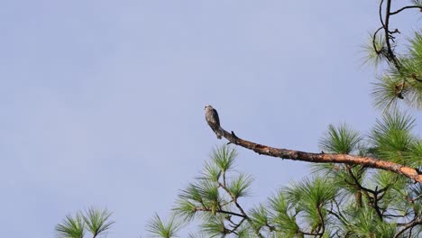 Young-Mississippi-Kite-perched-and-calling-for-it's-parents-to-come-feed-it