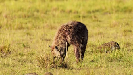 Slow-Motion-Shot-of-Hyena-scavenging,-scavenger-in-the-savannah-savanna-searching-and-sniffing-through-grassland,-African-Wildlife-in-Maasai-Mara-National-Reserve,-Kenya,-Africa-Safari-Animals