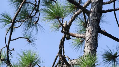 Juvenile-Mississippi-Kite-bird-cleans-it's-beak-on-a-pine-tree-branch