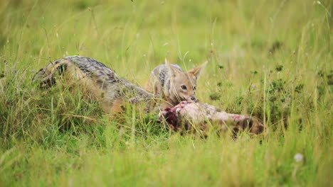 Slow-Motion-of-Jackals-Eating-a-Kill-of-a-Dead-Animal-Carcass,-Scavenging-Food-on-African-Wildlife-Safari,-Africa-Animals-Scavenger-Behavior-in-Masai-Mara,-Kenya