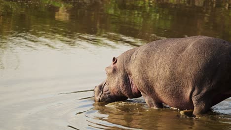 Slow-Motion-Shot-of-Hippo-Hippopotamus-slowly-walking-into-the-Mara-river-to-cool-down-on-hot-evening,-African-Wildlife-in-Maasai-Mara-National-Reserve,-Kenya,-Africa-Safari-Animals-in-Masai-Mara