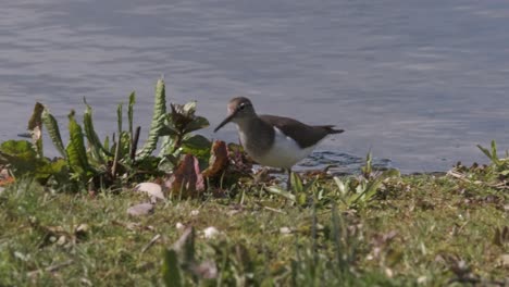 Bird-Wader-Common-Sandpiper-Slow-Motion