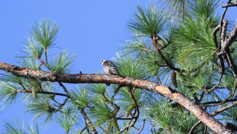 Young-Mississippi-Kite-perched-on-a-branch-waiting-on-parents-return