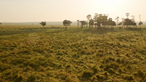Goldenes-Licht-Bei-Sonnenuntergang,-Das-Durch-Bäume-Scheint,-Aufgenommen-Aus-Der-Luft-Bei-Einer-Fahrt-Mit-Dem-Heißluftballon,-Afrikanische-Abenteuertour-Im-Masai-Mara-Nationalreservat,-Kenia,-Afrika-Safari-Tourismus-In-Der-Masai-Mara