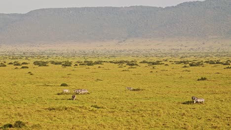 Toma-Aérea-De-Vida-Silvestre-Africana-De-Cebra-De-Llanura-En-La-Sabana-De-Masai-Mara-En-áfrica,-Kenia-Paseo-En-Globo-Aerostático-Vista-De-Vuelo-Volando-Sobre-Un-Hermoso-Paisaje-De-Sabana-En-Masai-Mara