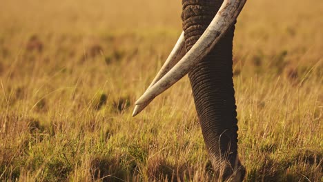 Slow-Motion-of-African-Elephant-Big-Tusks-and-Trunk-Close-Up,-Africa-Animal-in-Masai-Mara,-Kenya,-Wildlife-Ivory-Trade-Concept,-Large-Male-Bull-on-Safari-in-Kenyan-Maasai-Mara-National-Reserve