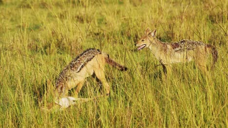 Slow-Motion-Shot-of-African-Wildlife-dogs,-Jackal-feeding-on-kill,-hunting-in-a-pack,-teamwork,-Maasai-Mara-National-Reserve,-Kenya,-Africa-Safari-Animals-in-Masai-Mara-North-Conservancy