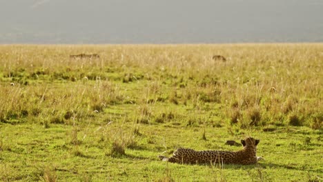 Slow-Motion-of-Lazy-Cheetah-Lying-Down-on-the-Ground-at-Sunset-with-Warthogs-Prey-Running-Away-Behind-in-Maasai-Mara-National-Reserve-in-Masai-Mara,-Kenya,-Africa-While-Hunting-on-Hunt