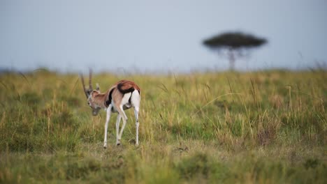Slow-Motion-Shot-of-Gazelle-in-the-wild-savannah-close-to-an-acacia-tree-washing-and-grazing,-Africa-Safari-Animals-in-Masai-Mara-African-Wildlife-in-Maasai-Mara-National-Reserve