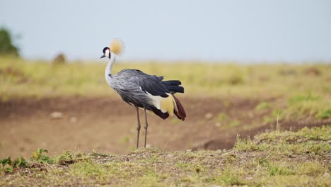 Slow-Motion-Shot-of-Grey-Crowned-Cranes-grazing-on-the-Mara-river-bank,-beautiful-plumage,-colourful-African-bird-Wildlife-in-Maasai-Mara-National-Reserve,-Kenya,-Africa-Safari-Animals