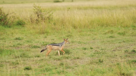 Slow-Motion-Shot-of-African-Wildlife-in-Maasai-Mara-National-Reserve,-natural-habitat-of-Jackal-in-lush-grasslands-of-Kenya,-Africa-Safari-Animals-in-Masai-Mara-North-Conservancy