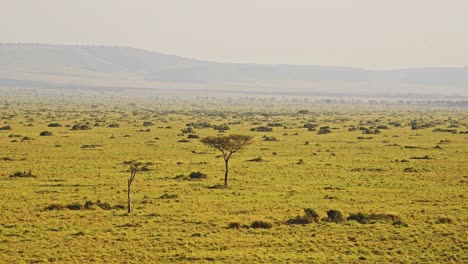 African-Savanna-Landscape-Scenery-Aerial-Shot-with-Wildlife-Safari-Animals-and-Amazing-Beautiful-Masai-Mara-in-Africa,-Kenya-Hot-Air-Balloon-Flight,-View-Flying-Over-Maasai-Mara-High-Up-Above