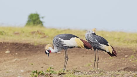 Slow-Motion-Shot-of-Grey-Crowned-Cranes-on-Mara-river-bank-with-colourful-plumage-in-the-grasslands,-African-Wildlife-in-Maasai-Mara-National-Reserve,-Kenya,-Africa-Safari-Animals-in-Masai-Mara