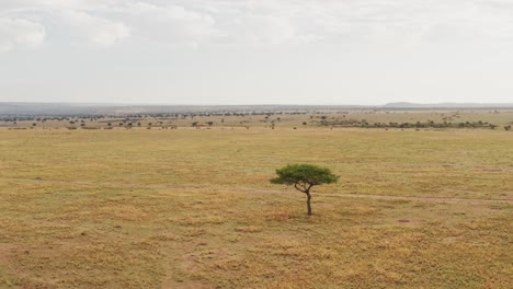 Maasai-Mara-Aerial-drone-shot-of-African-Landscape-Scenery-of-Savanna,-Acacia-Trees,-Plains-and-Grassland,-View-From-Above-Masai-Mara-National-Reserve-in-Kenya,-Africa,-Establishing-Shot