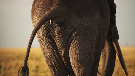 Slow-Motion-of-African-Elephant-Rear-End-and-Tail-Close-Up-of-Backside-from-Behind-in-Masai-Mara,-Bottom-of-Large-Male-Bull-in-Kenya,-Africa,-Maasai-Mara-National-Reserve