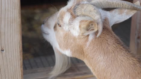 Calm-brown-goat-with-two-horns-and-beard-looking-inside-of-shed