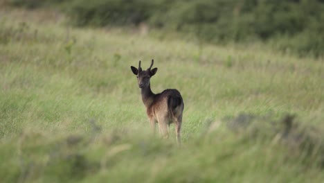 Wide-shot-of-a-young-fallow-deer-from-behind-as-it-grazes-then-alerted-and-runs-off-through-the-long-grass-and-behind-a-hill