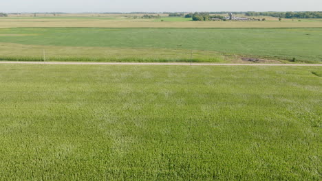 Aerial-View-of-Wind-Creating-Ripples-Through-Corn-Field-in-Rural-Minnesota