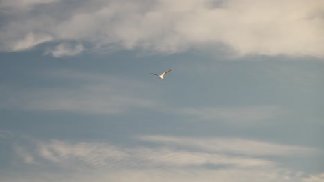 Lone-Seagull-flying-high